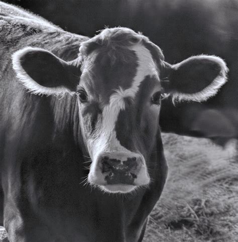 cow pictures in black and white